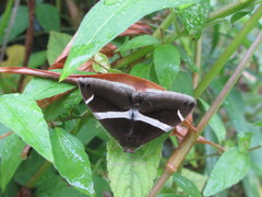 Bastilla arctotaenia