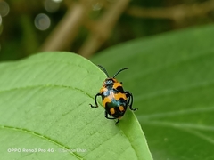 Phyllocharis undulata