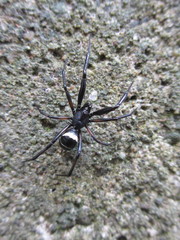 Steatoda cingulata