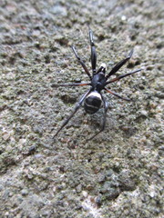 Steatoda cingulata
