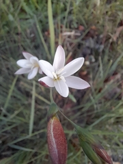 Hesperantha cucullata