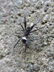 Steatoda cingulata