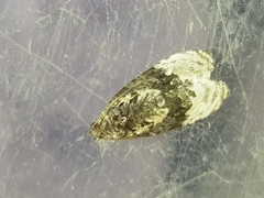 Apotomis betuletana