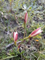 Hesperantha cucullata