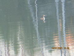 Podiceps cristatus