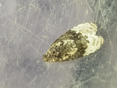 Apotomis betuletana