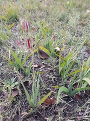 Hesperantha cucullata
