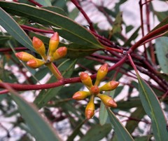 Eucalyptus dumosa