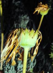 Euryops wageneri