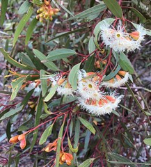Eucalyptus calycogona