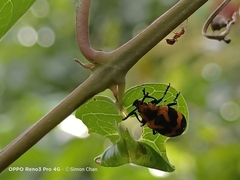 Phyllocharis undulata
