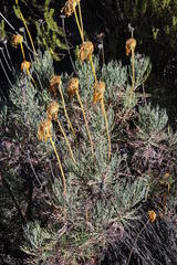 Euryops wageneri