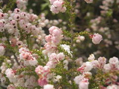 Erica formosa