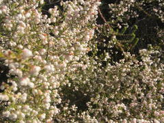 Erica formosa