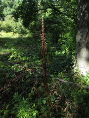 Rumex crispus crispus