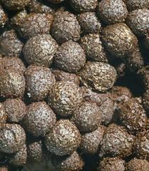 Cribraria meylanii