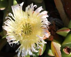 Carpobrotus edulis parviflorus