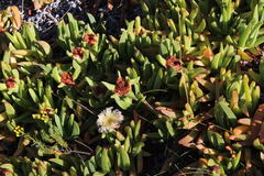 Carpobrotus edulis parviflorus