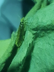 Ypsolopha parenthesella