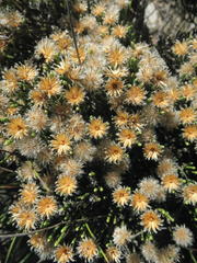 Dolichothrix ericoides