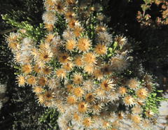 Dolichothrix ericoides