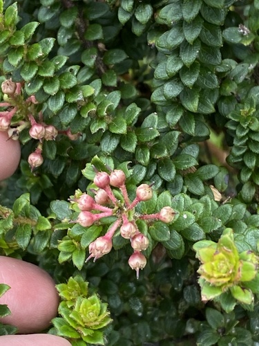 Gaultheria foliolosa, photograph 4