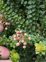 Gaultheria foliolosa, photograph (c) tlaloc27, some rights reserved (CC BY)