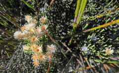 Dolichothrix ericoides