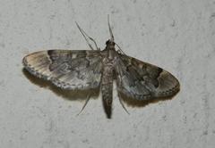 Duponchelia lanceolalis