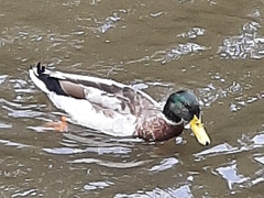 Anas platyrhynchos