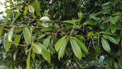 Prunus laurocerasus
