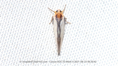 Vekunta fuscolineata