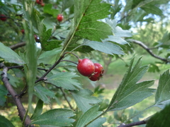 Crataegus zangezura