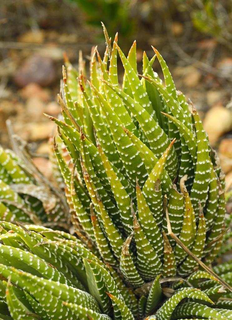 Haworthia fasciata