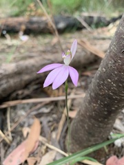 Caladenia catenata