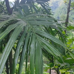 Areca catechu