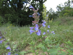 Nepeta grandiflora