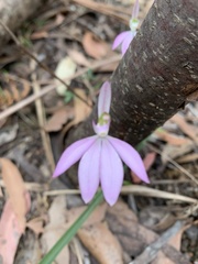 Caladenia catenata