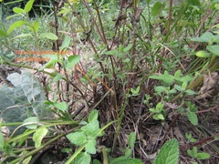 Nepeta grandiflora
