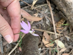 Caladenia catenata