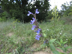 Nepeta grandiflora