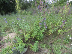 Nepeta grandiflora