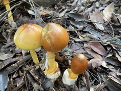 Amanita similis