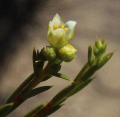 Diosma meyeriana