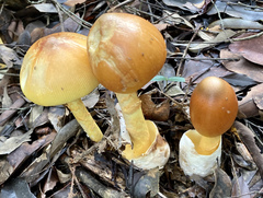 Amanita similis