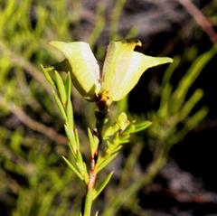 Diosma meyeriana