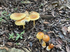 Amanita similis
