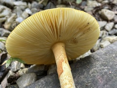 Amanita similis