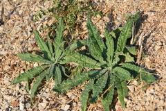 Echium vulgare pustulatum