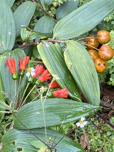 Bomarea distichifolia (Bomarea distichifolia)